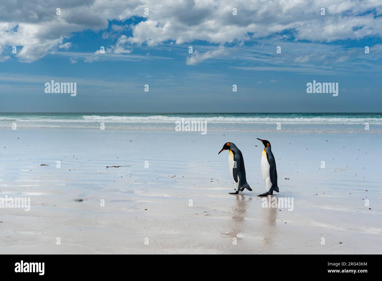 Due pinguini re, Appenodytes patagonica, su una spiaggia di sabbia bianca. Punto volontario, Isole Falkland Foto Stock