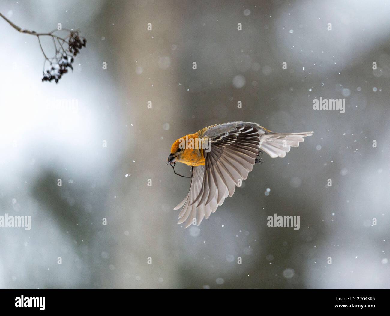 Pine Grosbeak (Pinicola enucleator) in volo. Decollando da un albero, mostrando l'ala superiore Foto Stock