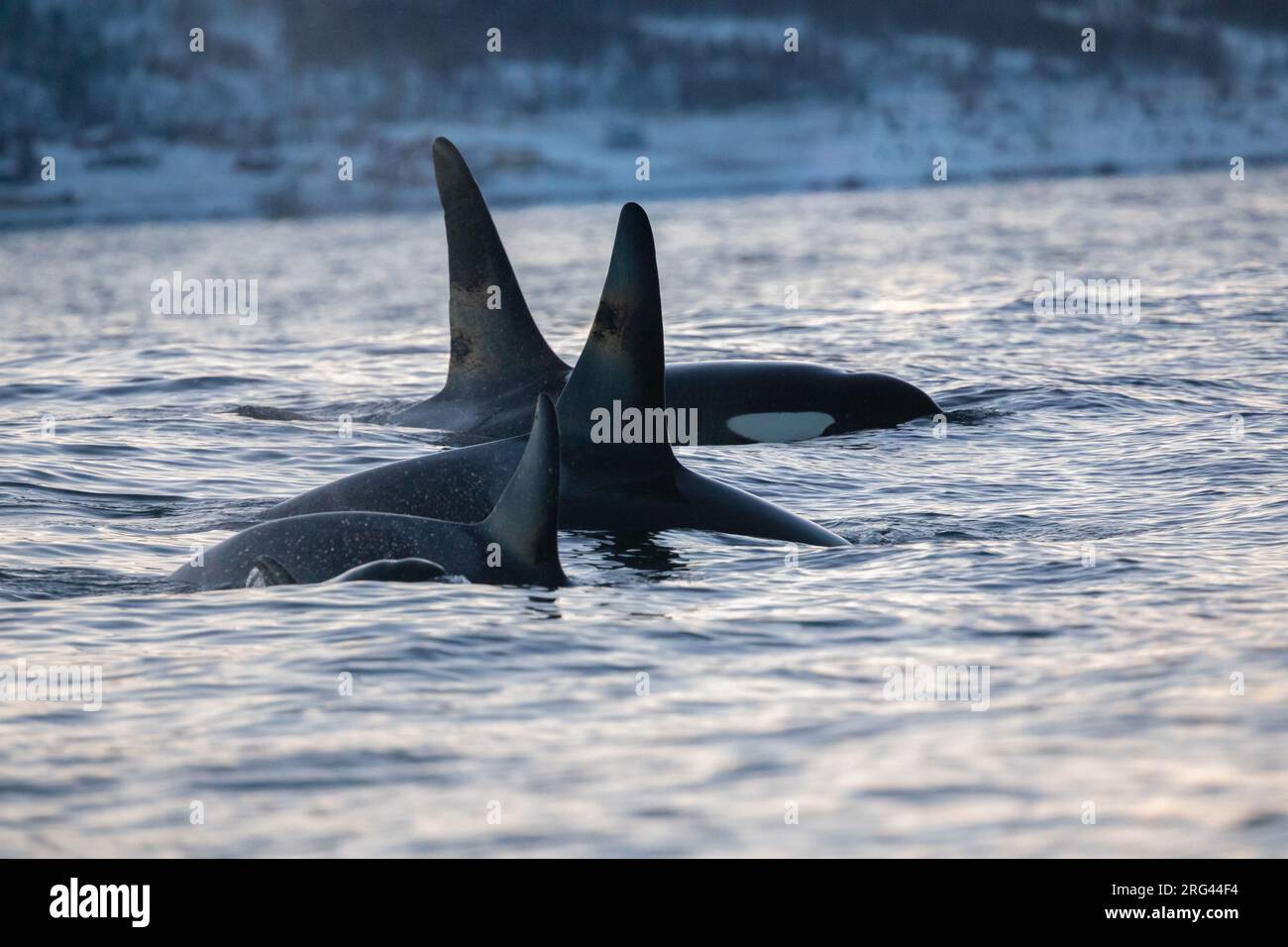 Orca assassina maschio adulto orcinus orca immagini e fotografie stock ...
