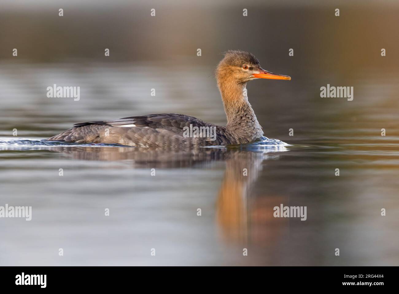 Merganser rosso (Serratore Mergus), vista laterale di una piscina individuale, Campania, Italia Foto Stock