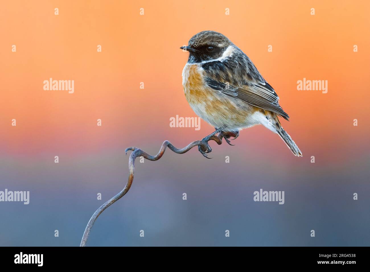 Svernamento maschile europeo Stonechat (Saxicola rubicola) in Italia. Arroccato in bassa vegetazione. Foto Stock