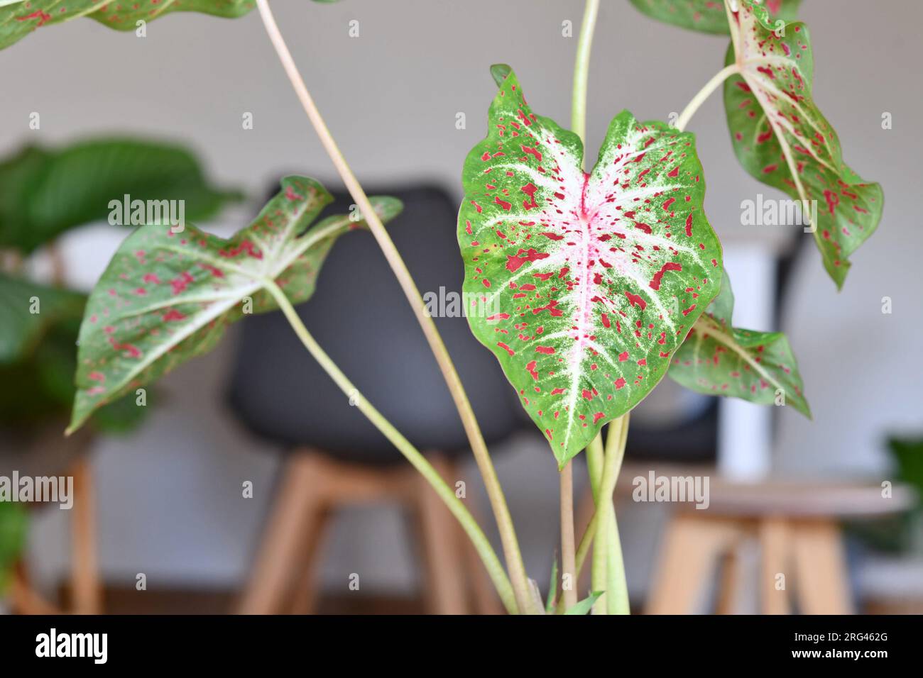 Primo piano di foglie di esotica Caladium Hearts Desire piante da casa con macchie rosse Foto Stock
