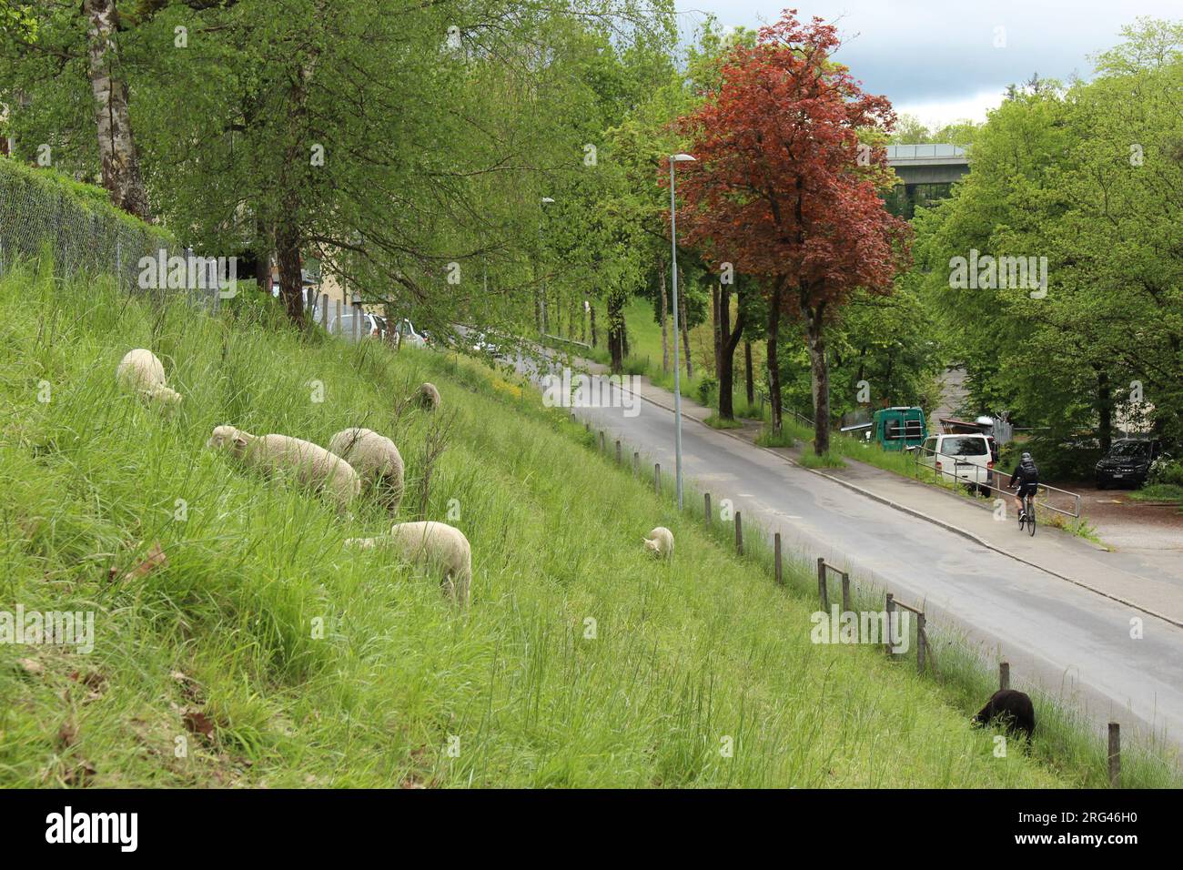 Vita urbana integrata delle pecore che pascolano da una guida a Berna, in Svizzera Foto Stock