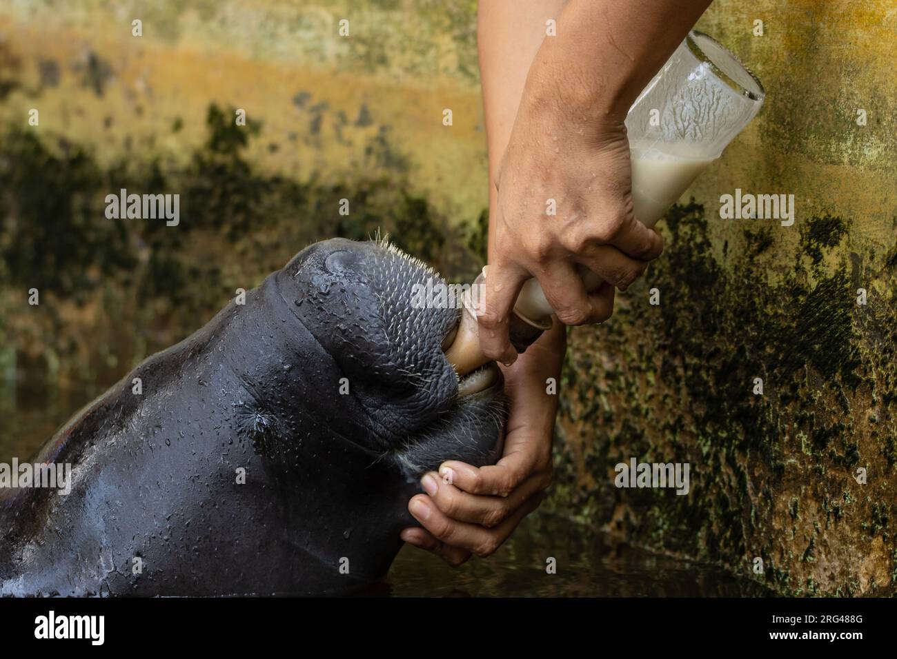 Lamantino salvato dal traffico illegale di animali selvatici in Amazzonia Foto Stock