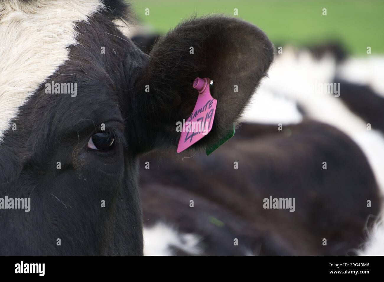 Primo piano delle etichette per l'identificazione del bestiame viola Dewlap applicate all'orecchio della vacca da latte Holstein Friesian Foto Stock