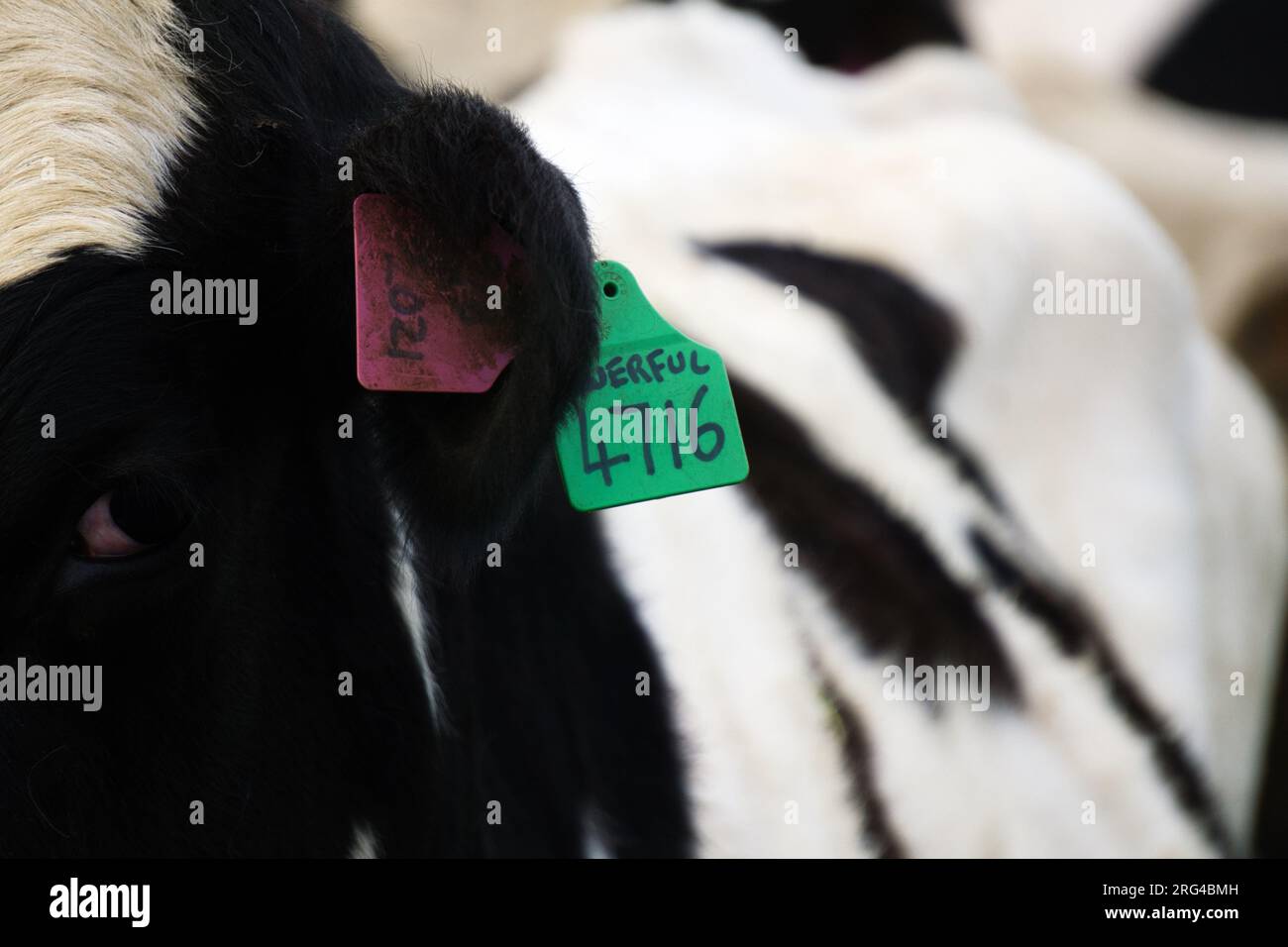 Chiusura delle etichette auricolari di identificazione del bestiame viola e verde applicate all'orecchio della vacca da latte Holstein Friesian Foto Stock