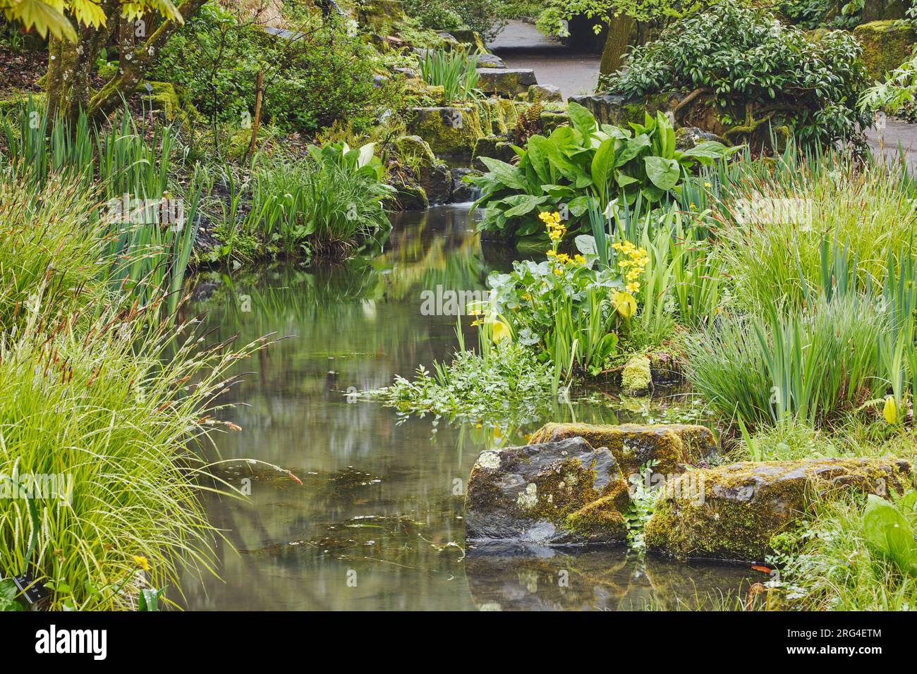 Un piccolo ruscello che scorre attraverso un giardino tipicamente inglese in primavera; Devon, Gran Bretagna. Foto Stock