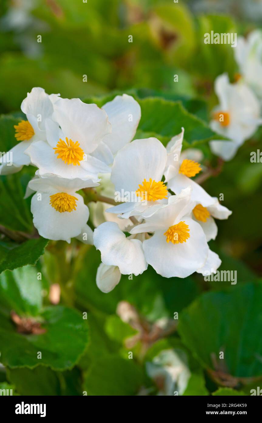 Cera Begonia Flower, Begonia Cucullata Foto Stock