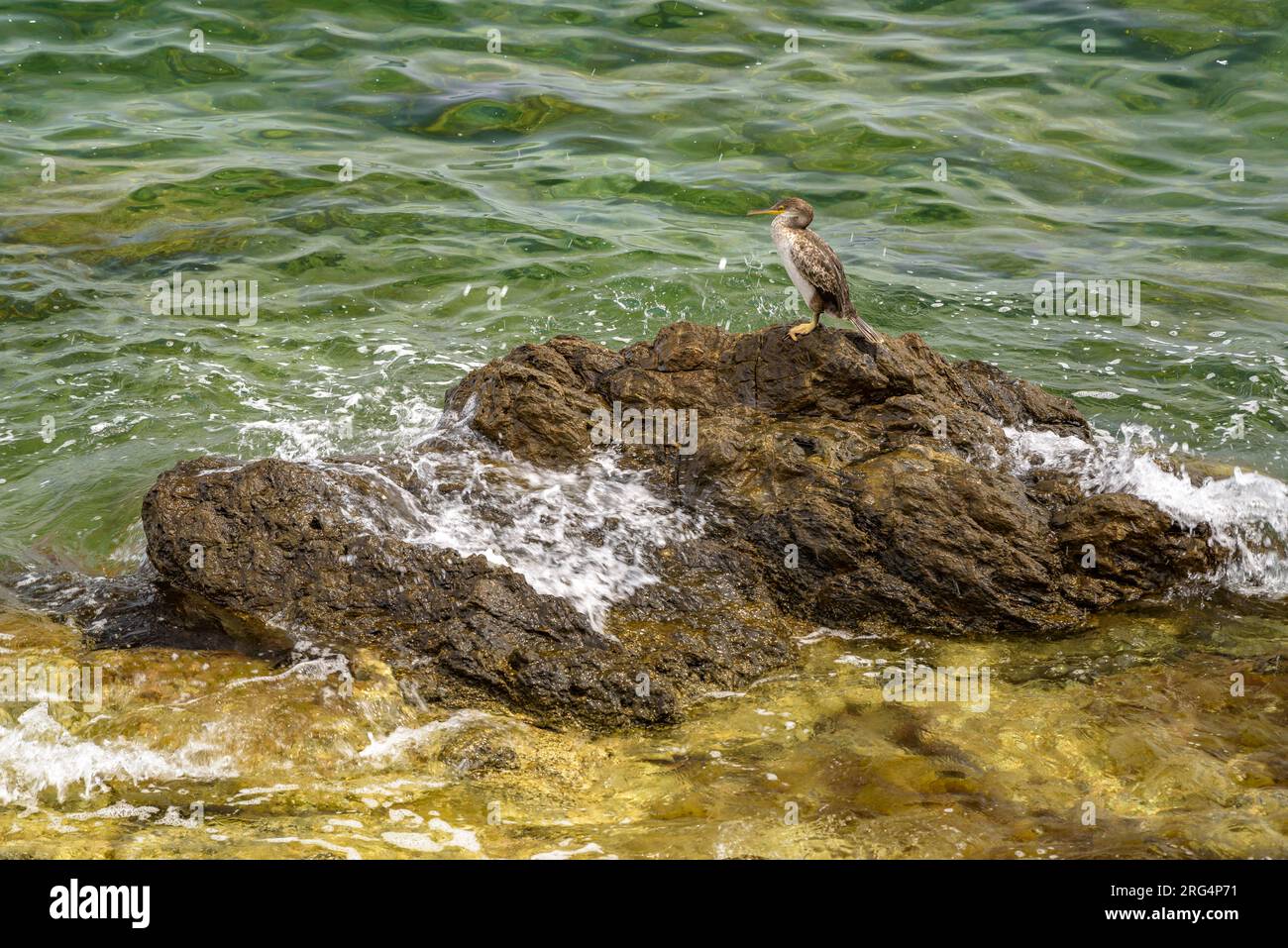 Uno shag (Gulosus aristotelis) su una roccia vicino a Port de la Selva, a Cap de Creus (Alt Empordà, Girona, Catalogna, Spagna) ESP: Un Cormorán moñudo Foto Stock
