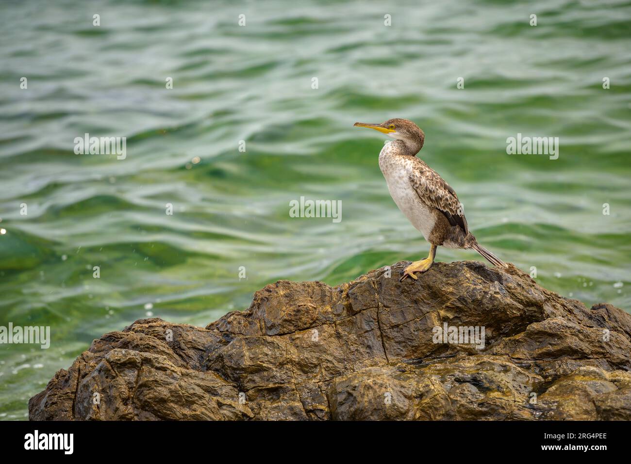 Uno shag (Gulosus aristotelis) su una roccia vicino a Port de la Selva, a Cap de Creus (Alt Empordà, Girona, Catalogna, Spagna) ESP: Un Cormorán moñudo Foto Stock