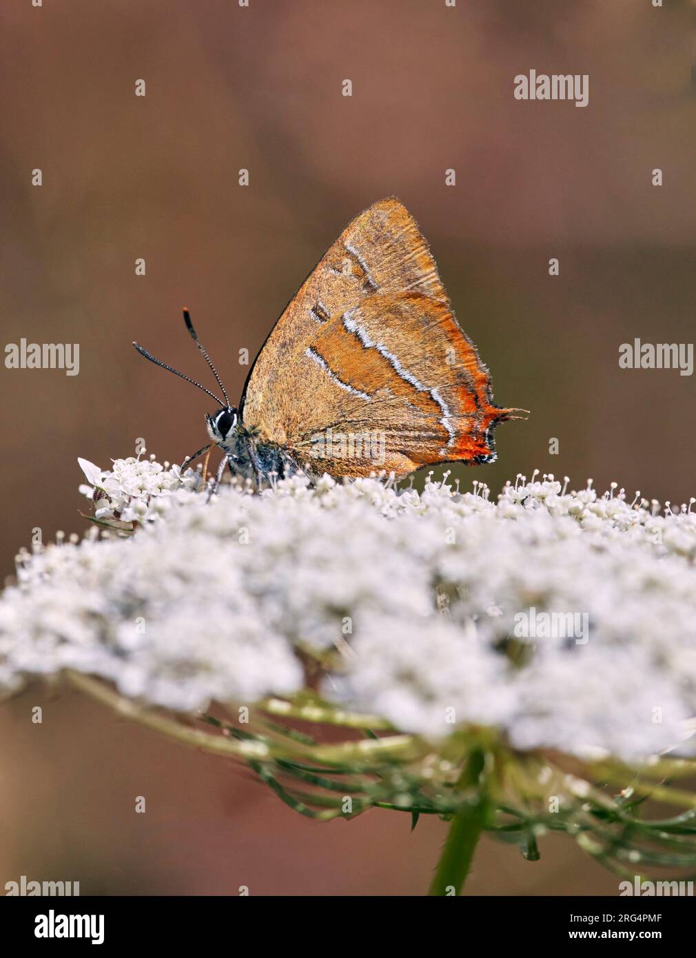 Marrone Hairstreak maschio nectaring su carota selvatica. Molesey Heath, West Molesey, Surrey. Foto Stock