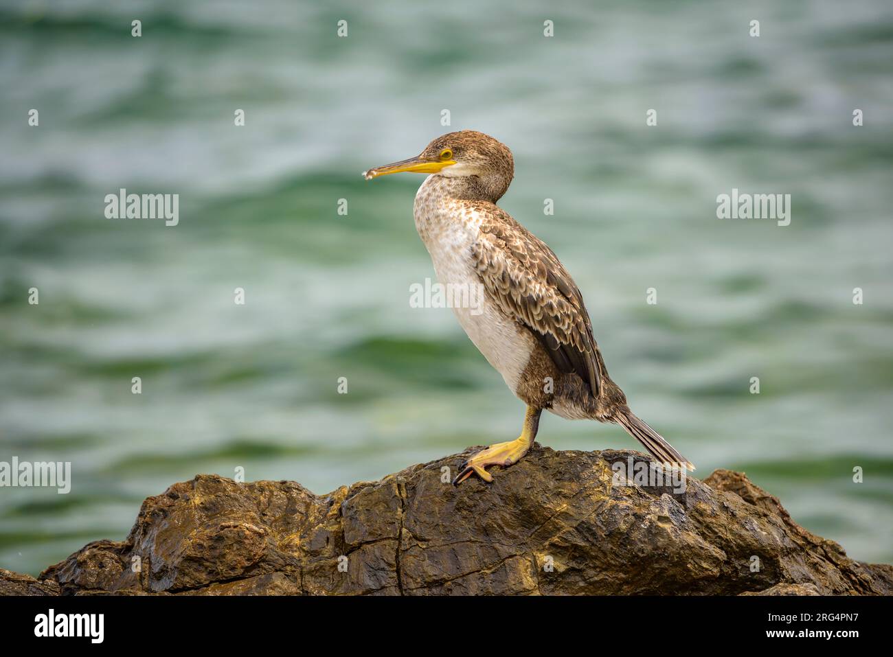 Uno shag (Gulosus aristotelis) su una roccia vicino a Port de la Selva, a Cap de Creus (Alt Empordà, Girona, Catalogna, Spagna) ESP: Un Cormorán moñudo Foto Stock