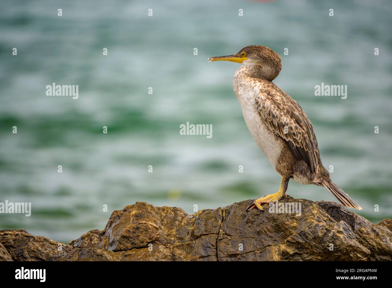 Uno shag (Gulosus aristotelis) su una roccia vicino a Port de la Selva, a Cap de Creus (Alt Empordà, Girona, Catalogna, Spagna) ESP: Un Cormorán moñudo Foto Stock