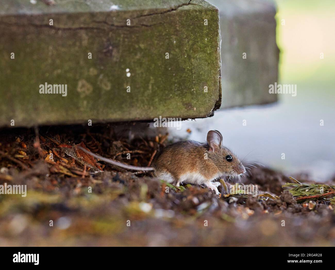 Mouse da campo. St Mary's Churchyard, East Molesey, Surrey, Regno Unito. Foto Stock