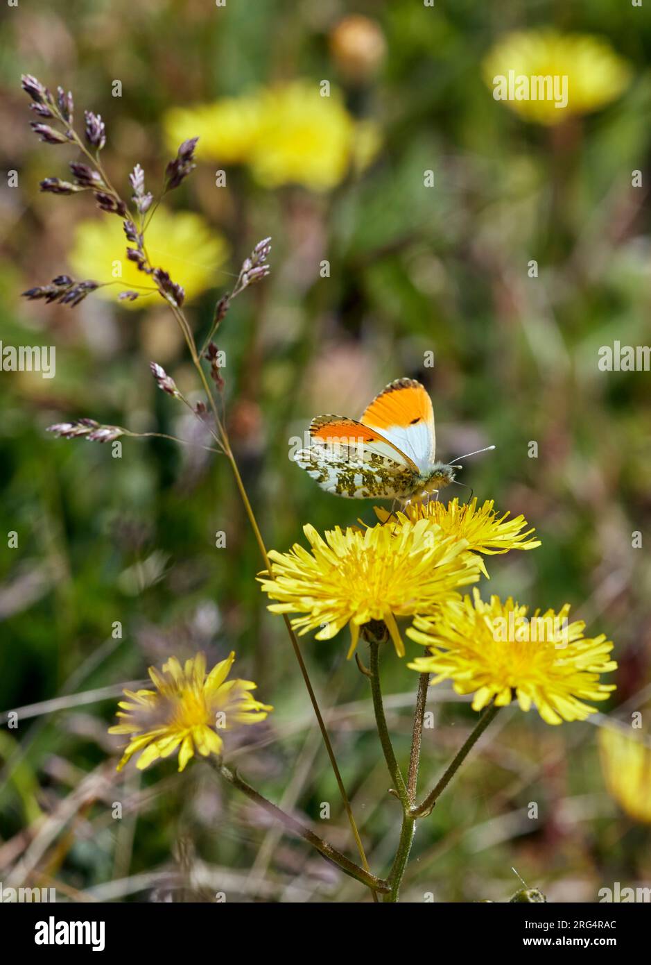 Punta arancione che si storde sul fiore. Riserva naturale di Molesey Rervoirs, West Molesey, Surrey, Inghilterra. Foto Stock
