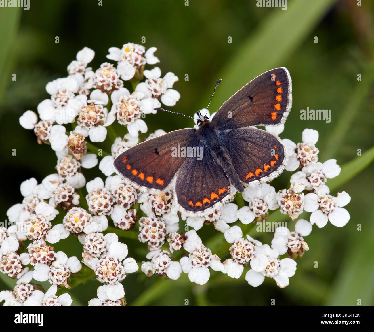 Brown Argus sui fiori Yarrow. Hurst Meadows, East Molesey, Surrey, Inghilterra. Foto Stock