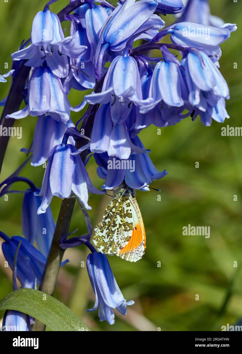 Punta arancione sui campanelli. Molesey Reservoirs Nature Reserve, West Molesey, Surrey, Regno Unito. Foto Stock