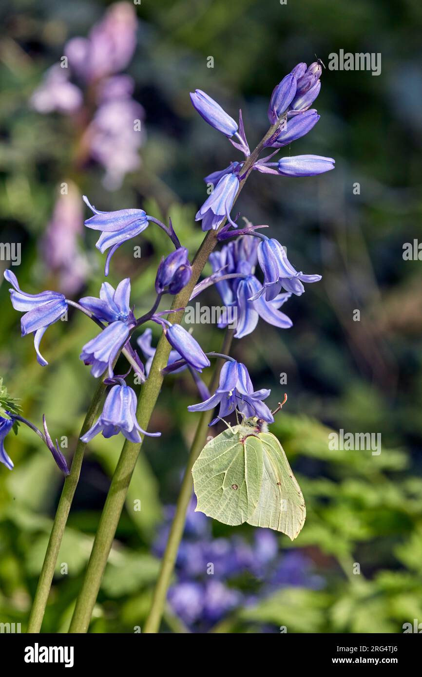 Brimstone femmina a nettare sui fiori di Bluebell. Hurst Meadows, East Molesey, Surrey, Inghilterra. Foto Stock