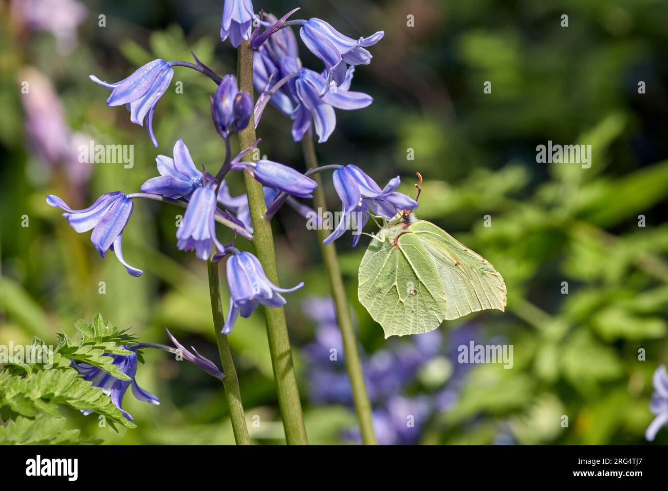 Brimstone femmina a nettare sui fiori di Bluebell. Hurst Meadows, East Molesey, Surrey, Inghilterra. Foto Stock