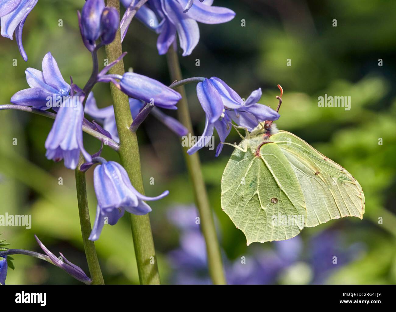 Brimstone femmina a nettare sui fiori di Bluebell. Hurst Meadows, East Molesey, Surrey, Inghilterra. Foto Stock