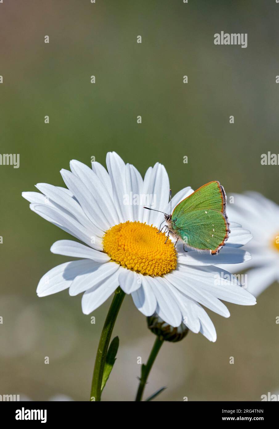 Linea di capelli verde su Oxeye Daisy. Riserva naturale Molesey Reservoirs, West Molesey, Surrey, Inghilterra. Foto Stock