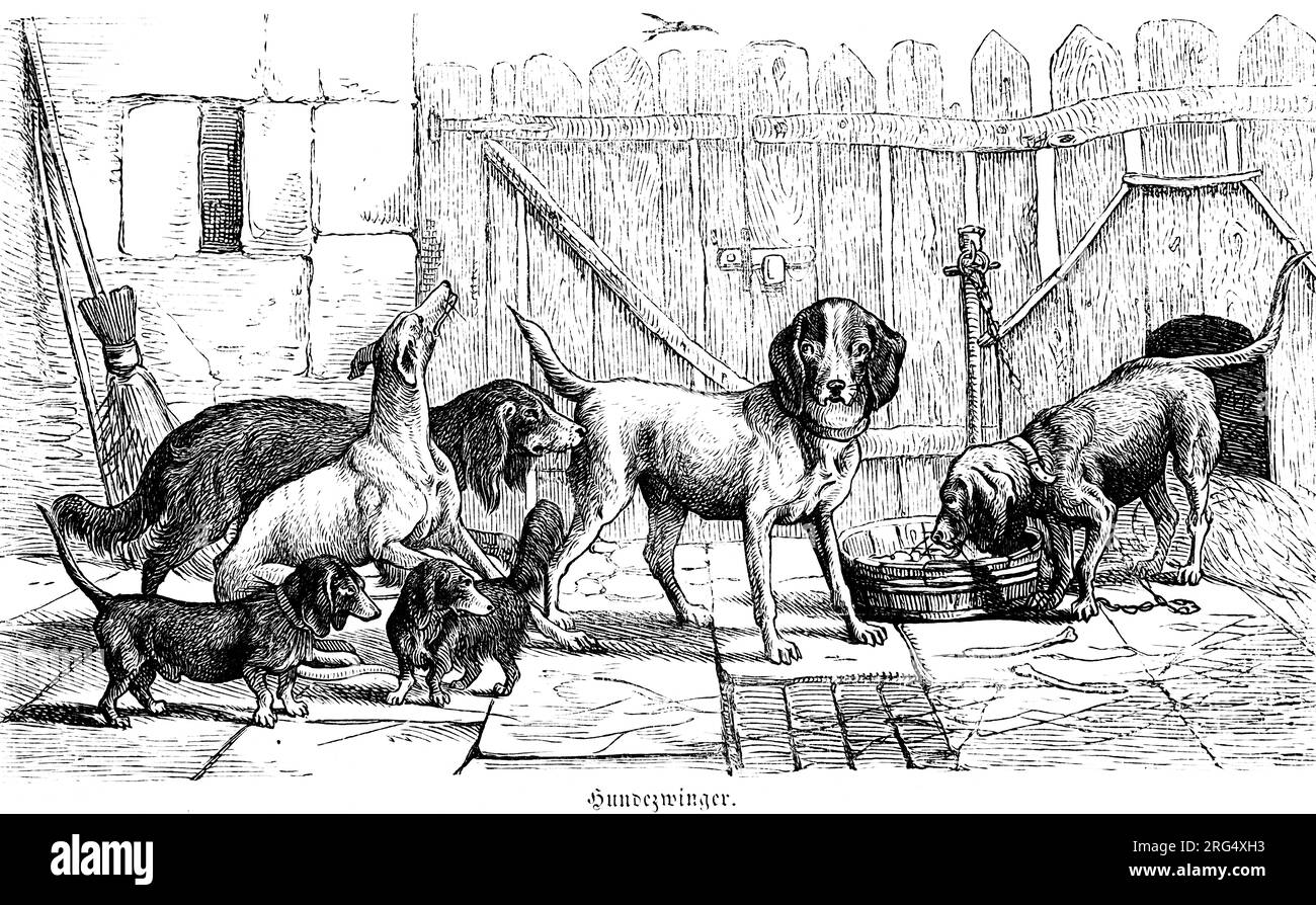 Diversi tipi di cani nel loro canile, animali selvatici e scene di caccia, illustrazione storica fino al 1860 Foto Stock