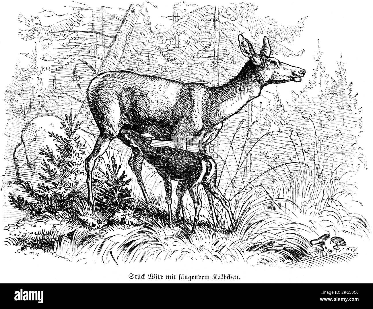 Cervo di capriolo con abbronzatura, Wild mit säugendem Kalb, animali selvatici e scene di caccia, illustrazione storica fino al 1860 Foto Stock