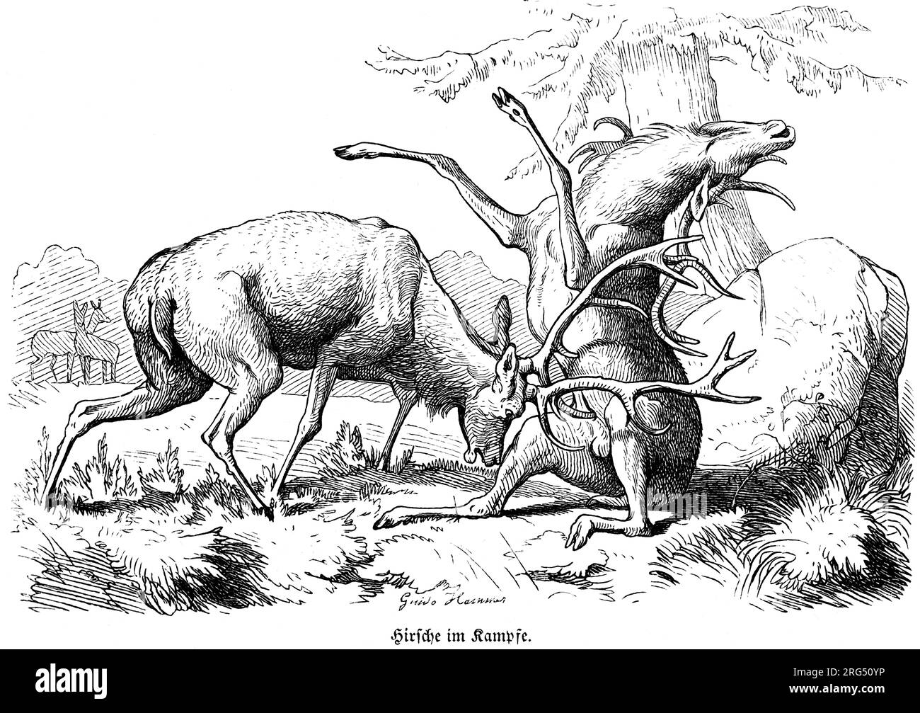 Combattimenti con cervi, animali selvatici e scene di caccia, illustrazione storica fino al 1860 Foto Stock