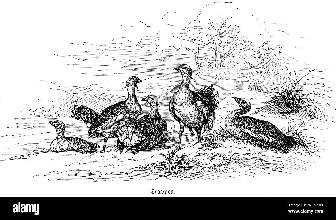 Bustards (otididae) Trappen, animali selvatici e scene di caccia, illustrazione storica about1860 Foto Stock