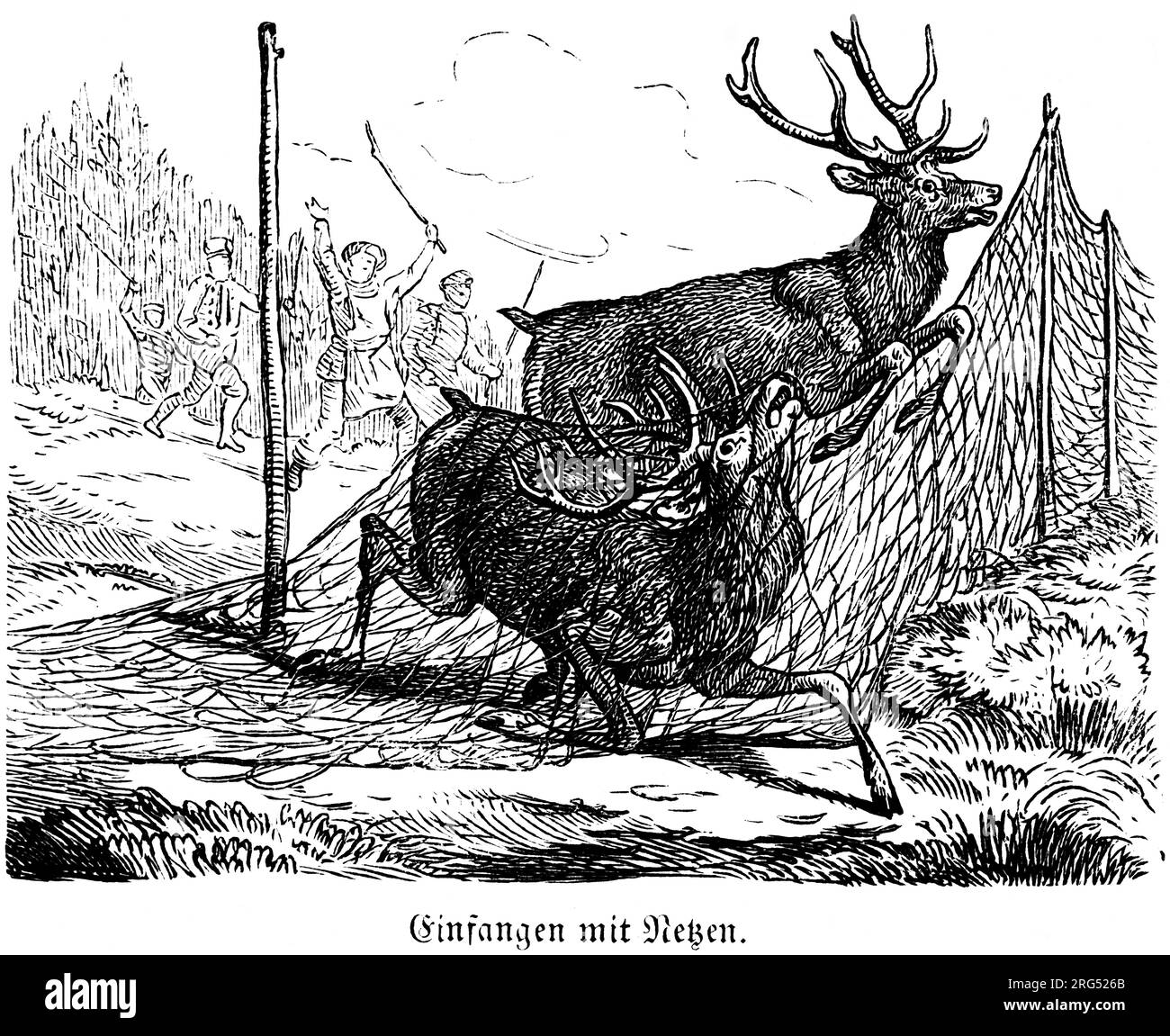 Cervi intrappolati nelle reti, cacciatori che li inseguono gridando e facendo rumore, animali selvatici e scene di caccia, illustrazione storica fino a 1860 Foto Stock