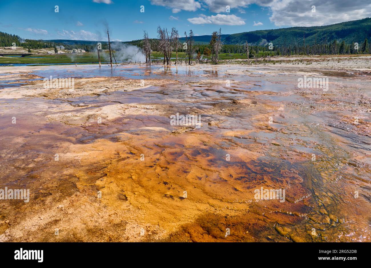 Batteri arancioni nel Biscuit Basin, Yellowstone National Park, Wyoming, Stati Uniti d'America Foto Stock