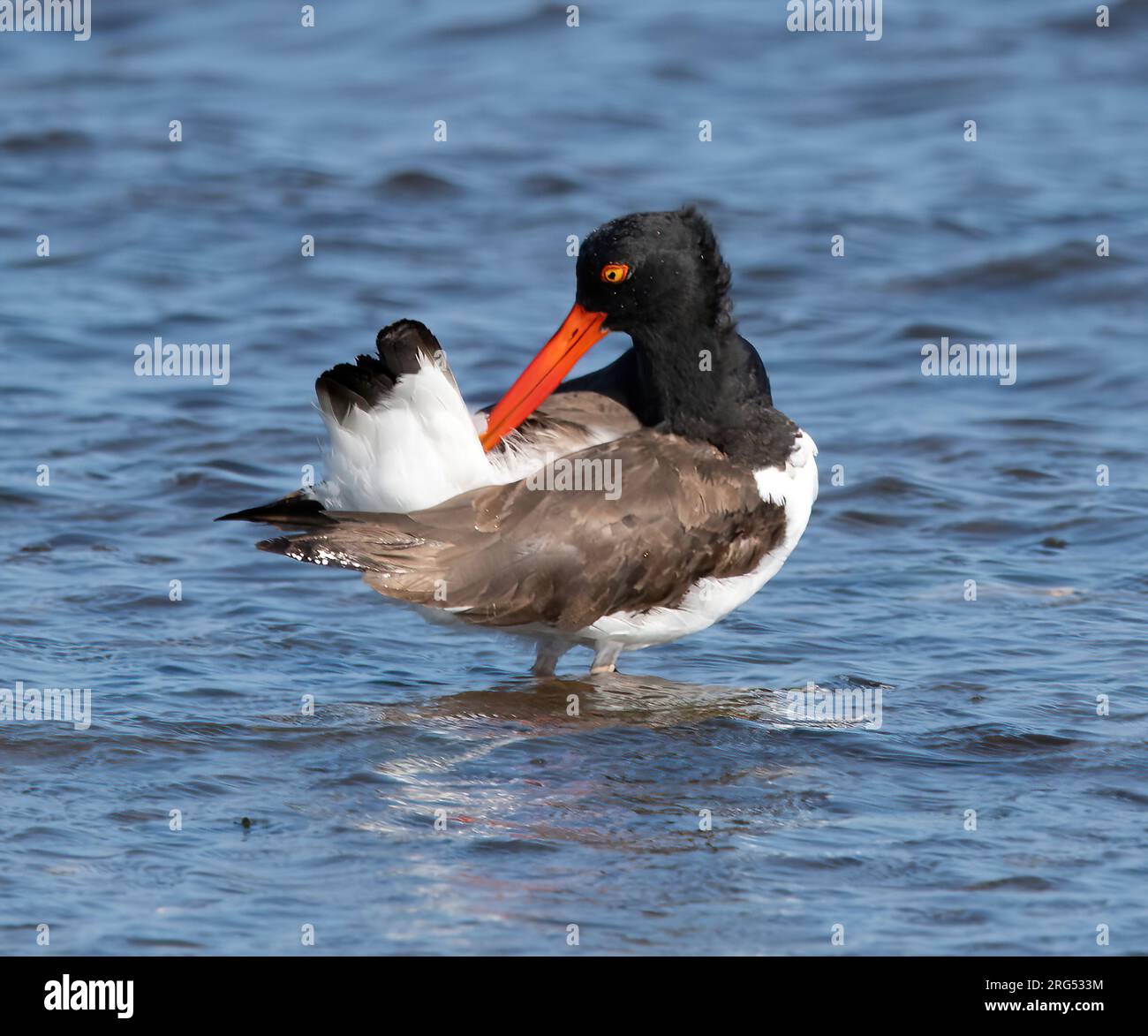 American Oystercatcher Preening a Buzzards Bay, Mattapoisett, Massachusetts Foto Stock