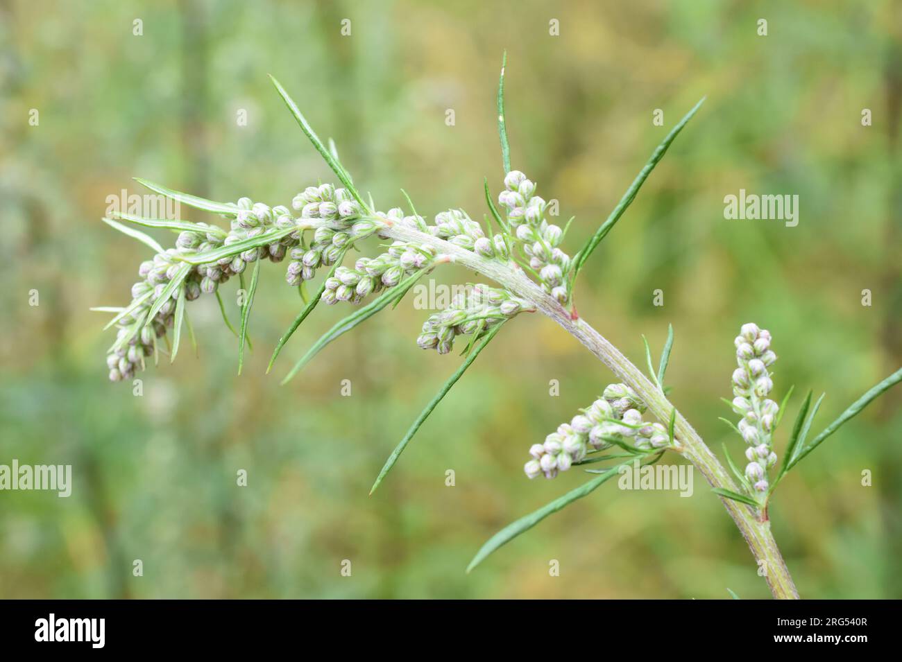 Artemisia vulgaris comuni germogli di allergene mugwort Foto Stock