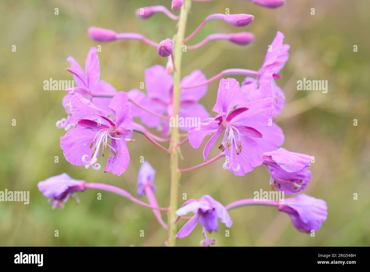 Rosebay willowherb Chamerion angustifolium fioritura con fiori di colore rosa Foto Stock