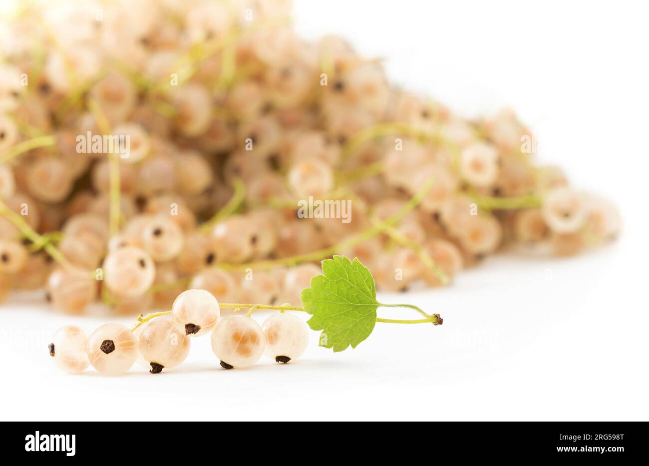 Mazzo di ribes bianco davanti a un mucchio di bacche mature su sfondo bianco Foto Stock