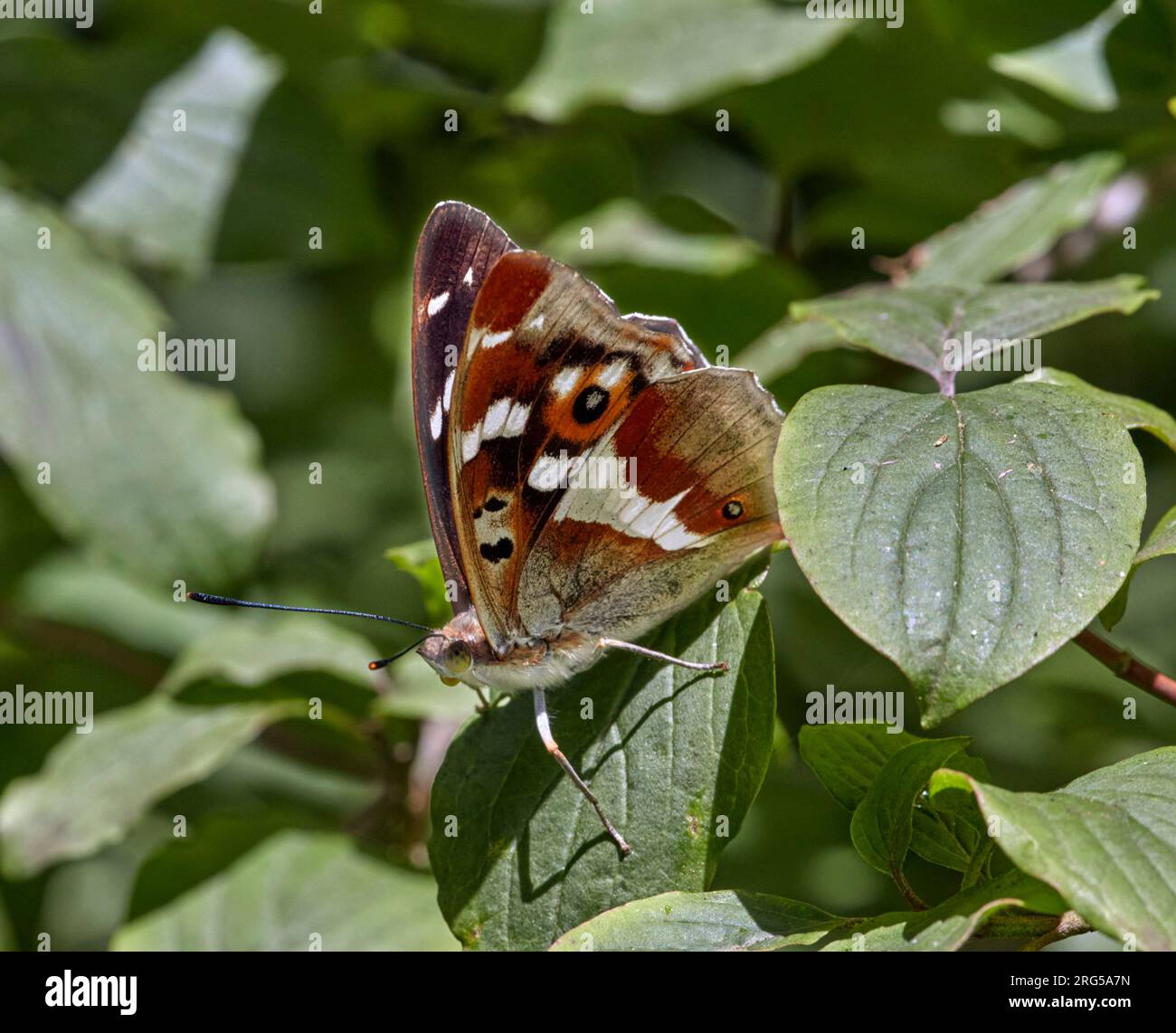 Imperatore viola arroccato su una foglia. I segreti di Prince, Oxshott, Surrey, Inghilterra. Foto Stock