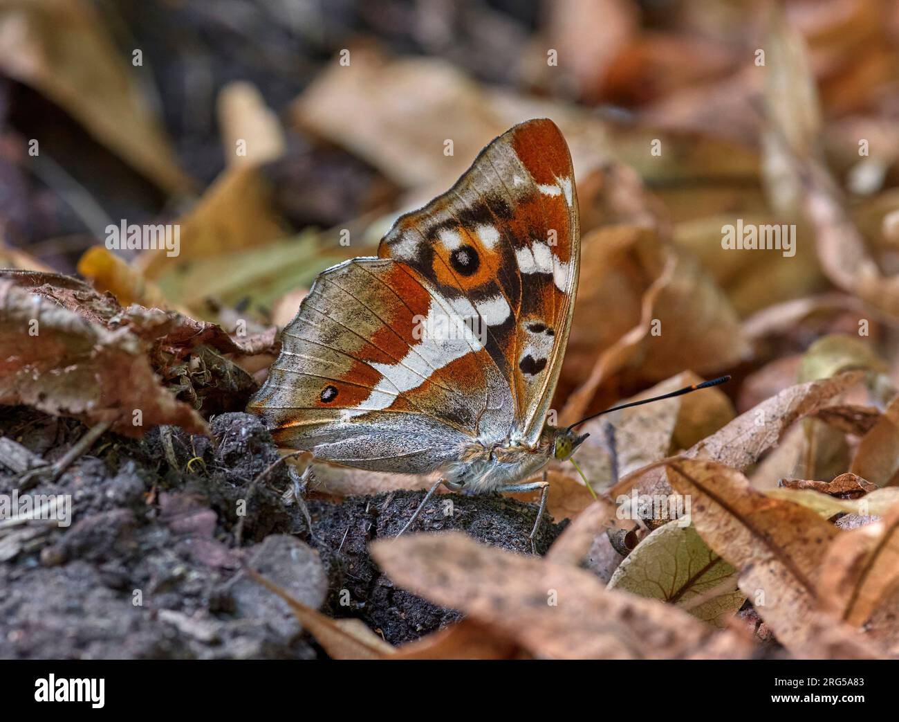 Purple Emperor prende minerali dalla cacca del cane con i suoi probosci. I segreti di Prince, Oxshott, Surrey, Inghilterra. Foto Stock