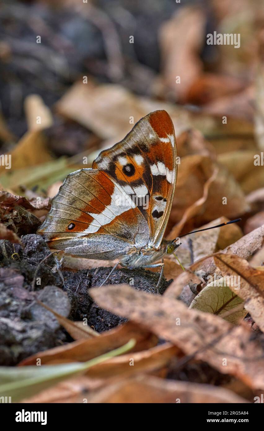 Purple Emperor prende minerali dalla cacca del cane con i suoi probosci. I segreti di Prince, Oxshott, Surrey, Inghilterra. Foto Stock