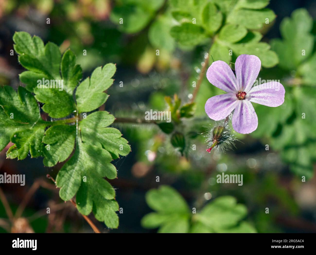 Fiore Herb-Robert. East Molesey, Surrey, Inghilterra. Foto Stock