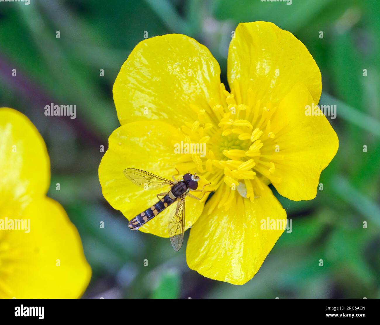 Piccolo hoverfly (Sphaerophoria scripta) appollaiato su una farfalla. Riserva naturale Molesey Reservoirs, West Molesey, Surrey. Foto Stock