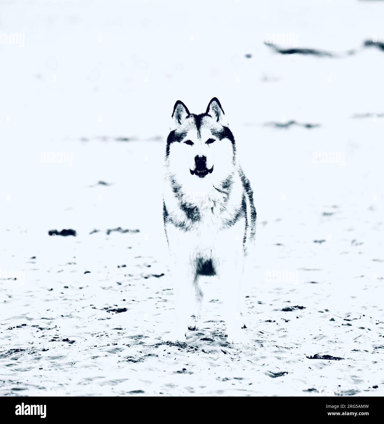 Alaskan Malamute Cane Foto Stock