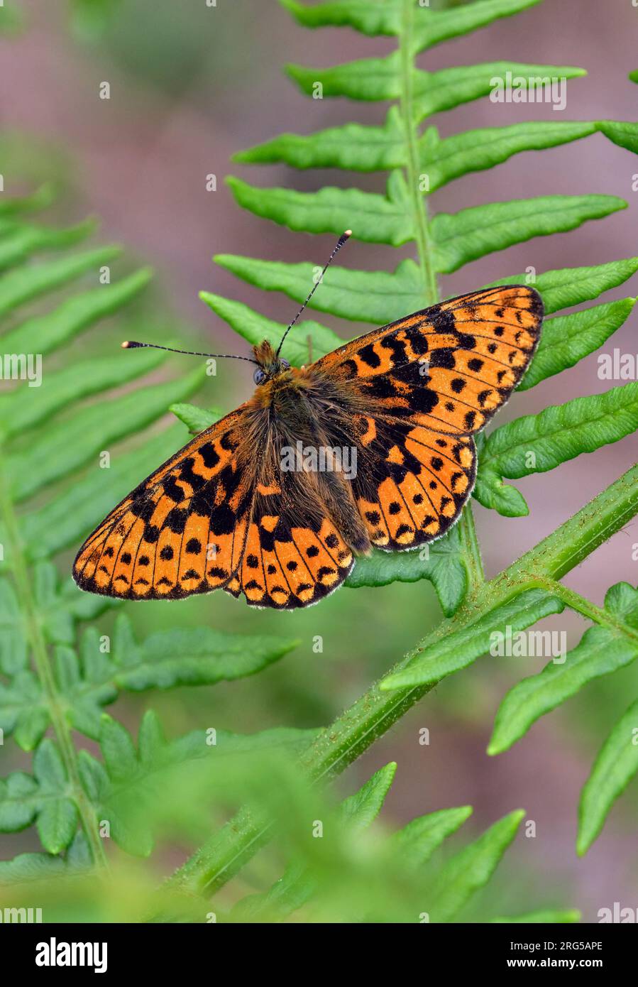 Fritillary con bordo perla arroccato su Bracken. Verdley Wood, Henley, Sussex, Inghilterra. Foto Stock