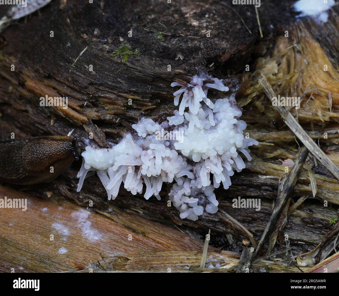 Ceratiomyxa fruticulosa - (muffa di melma con dita bianche o corallo) Foto Stock