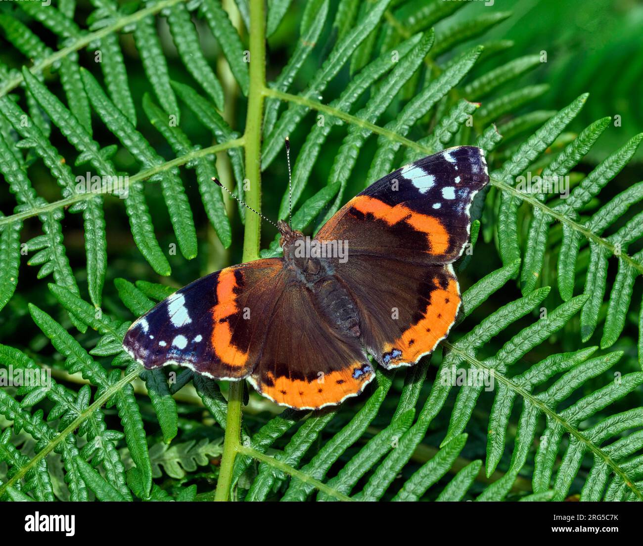 Ammiraglio rosso arroccato sul bracken. Bookham Commons, Surrey, Inghilterra. Foto Stock