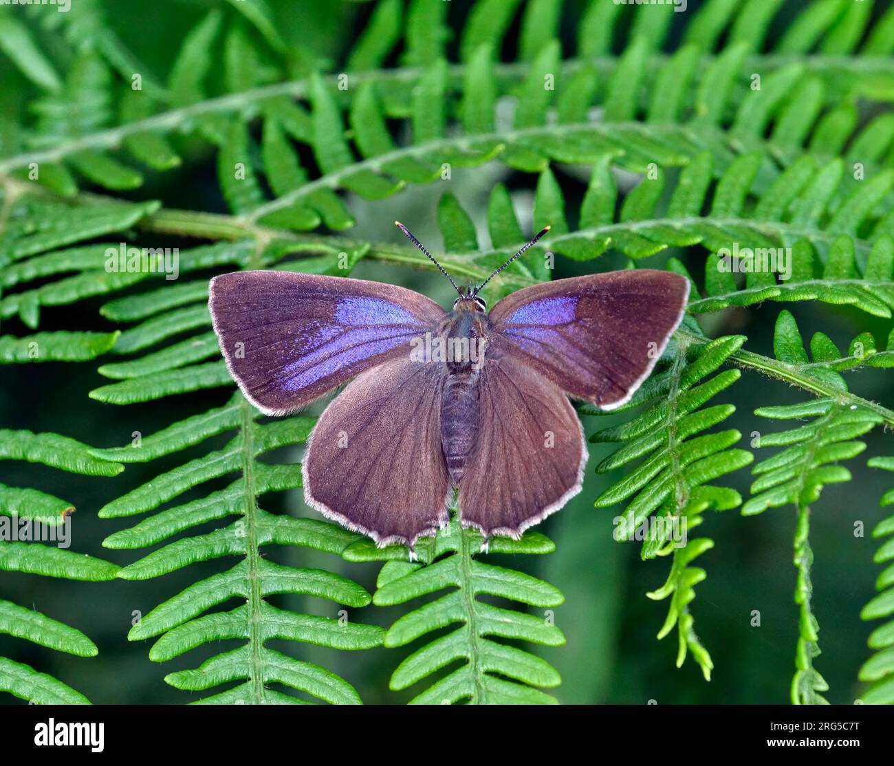 Viola Hairstreak arroccato su bracken. Bookham Commons, Surrey, Inghilterra. Foto Stock