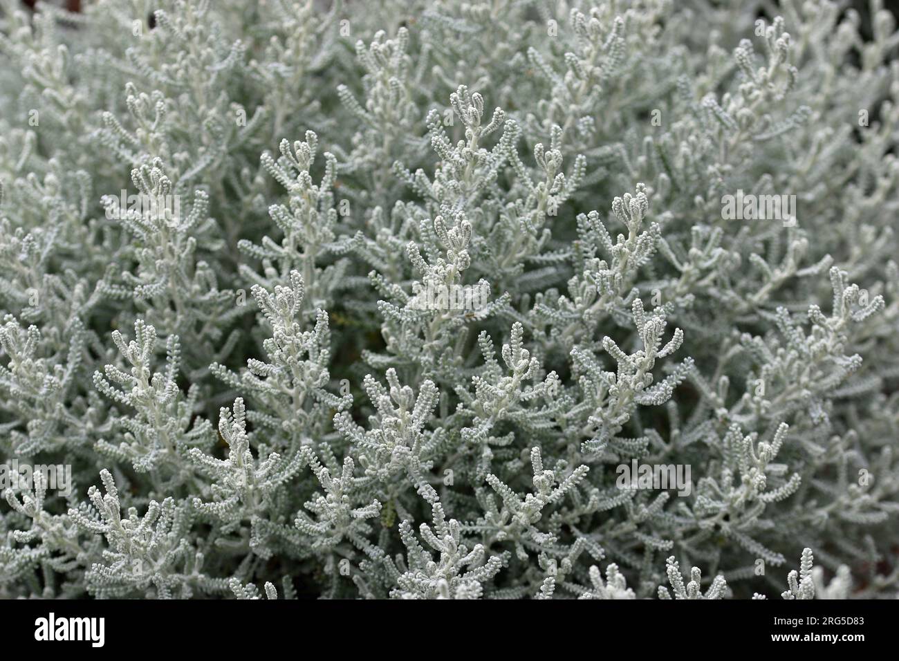 Pianta di lavanda di cotone, Santolina chamaecyparissus, fogliame grigio argento con foglie sfocate intorno ai bordi e senza fiori. Foto Stock