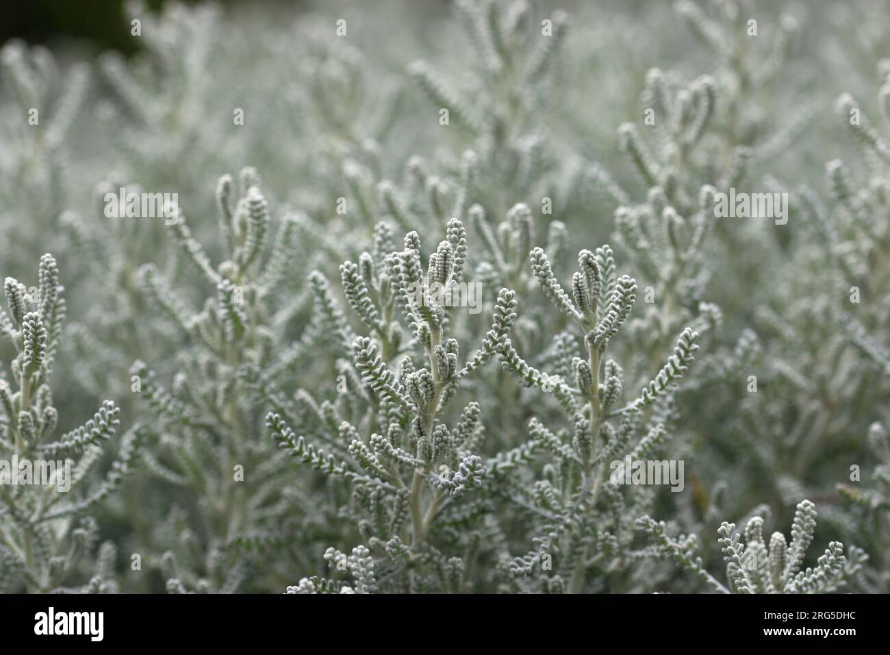 Pianta di lavanda di cotone, Santolina chamaecyparissus, fogliame grigio argento con foglie sfocate intorno ai bordi e senza fiori. Foto Stock