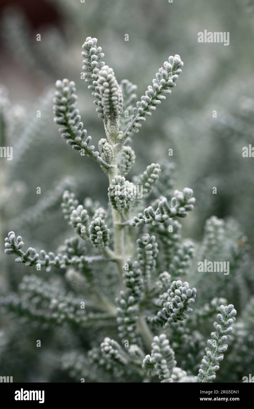 Pianta di lavanda di cotone, Santolina chamaecyparissus, fogliame grigio argento con foglie sfocate intorno ai bordi e senza fiori. Foto Stock
