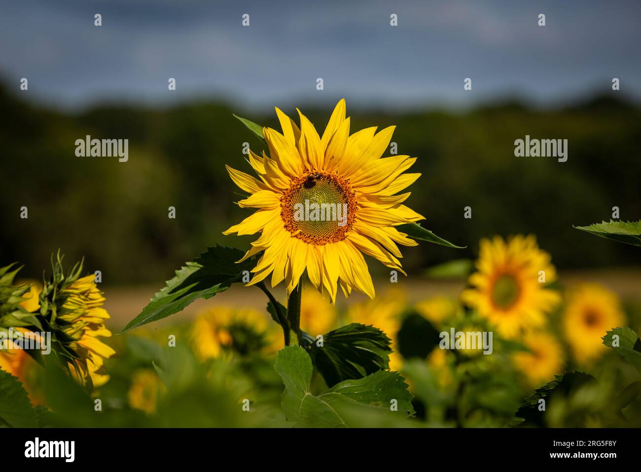 Un campo di girasoli nel Sussex durante l'estate Foto Stock