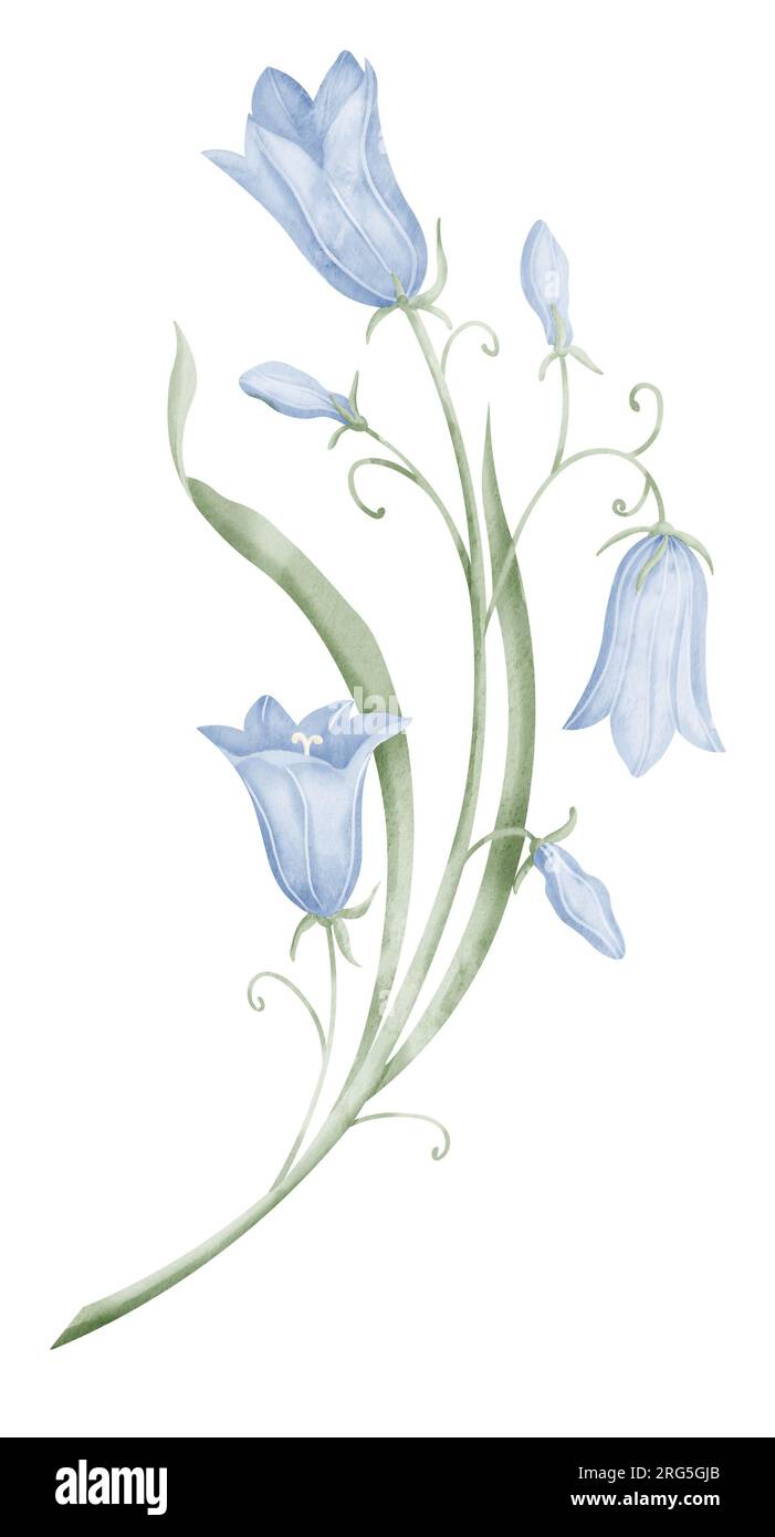 Illustrazione dell'acquerello del fiore della campana. Disegno botanico disegnato a mano di Campanula blu su sfondo isolato. Bozzetto di campanello blu in fiore nei colori pastello per biglietti di auguri o inviti di nozze. Foto Stock